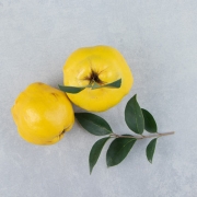 السفرجل الإيراني بالجملة | شراء السفرجل بكميات كبيرة + السعر